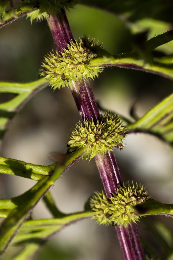 Lycopus exaltatus (Lamiaceae)